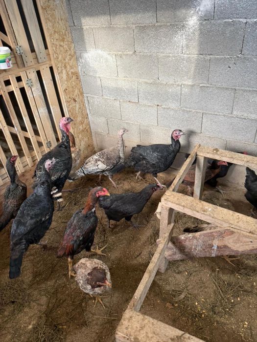 Индюк домашний продам