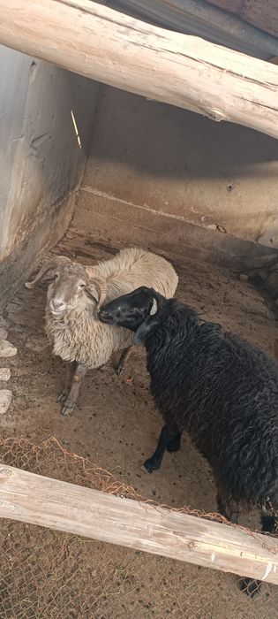 Qo'chqor,lar sotiladi