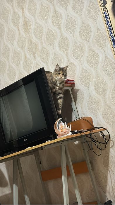 Продам мейнкуна девочка 12 месяцев