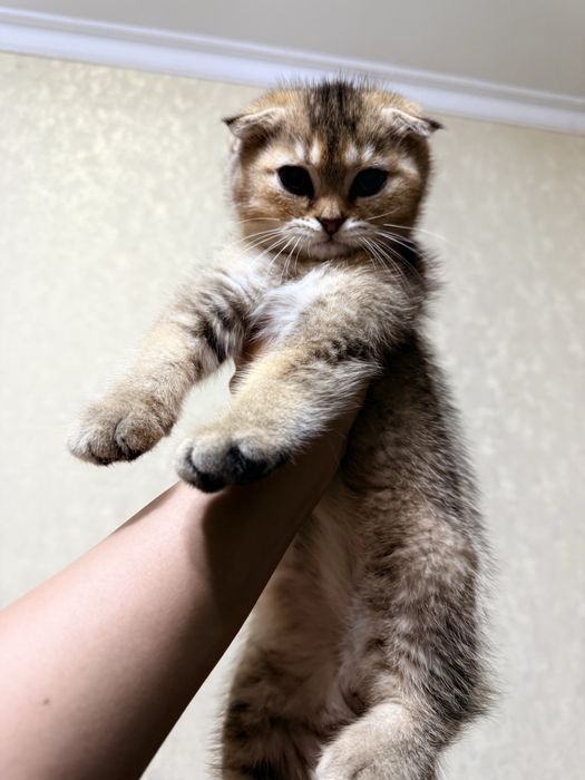 золотая шиншилла скоттиш фолд