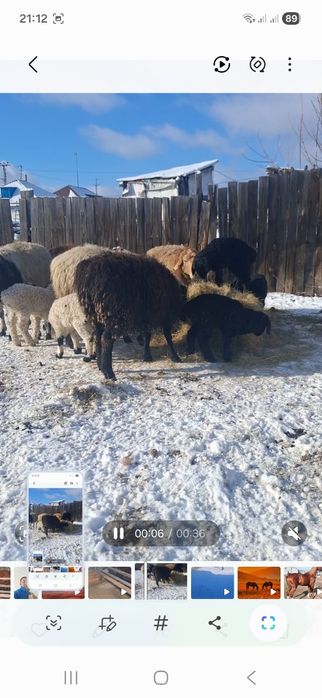 Қозылы қойлар сатылады