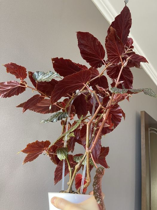 Бегония с горшком на фитильном поливе