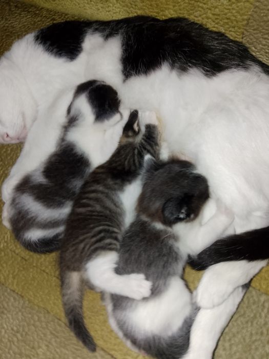 Отдам котят в добрые руки