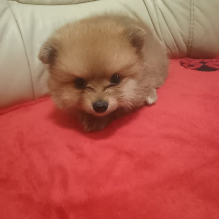 Fetiță Pomeranian Toy