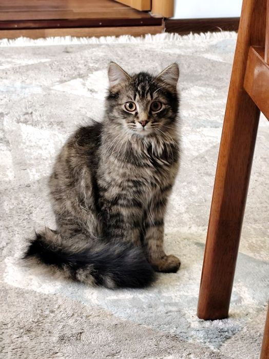 Милый котенок ищет семью