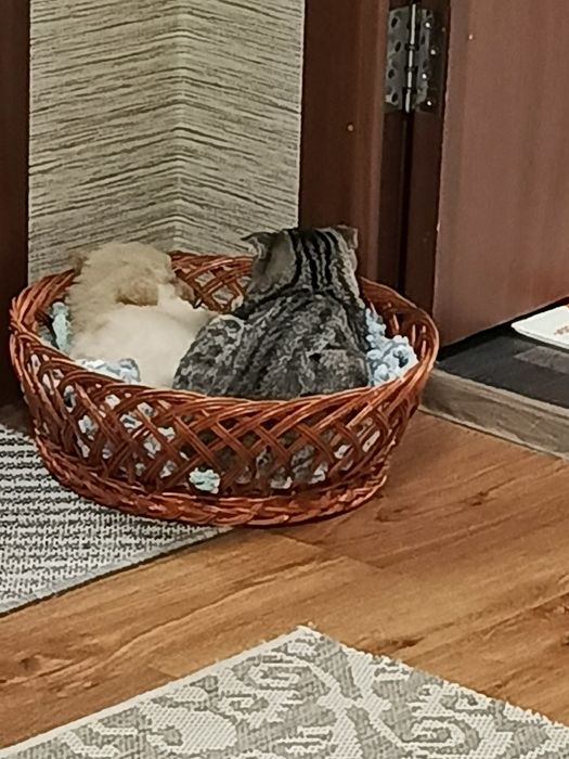 Отдам красивого щенка