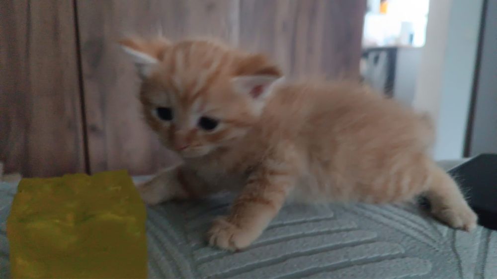 Котята 2 рыжий девочки