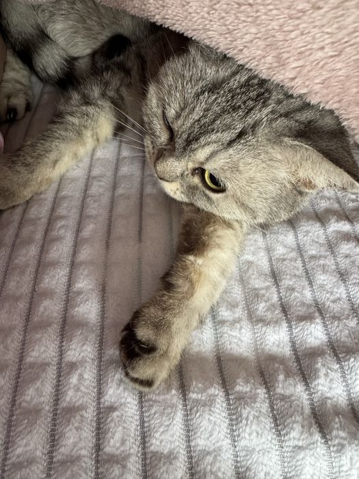 Кошки в добрые руки