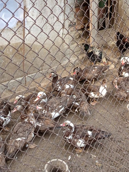 Продам индоуток июньский выводок