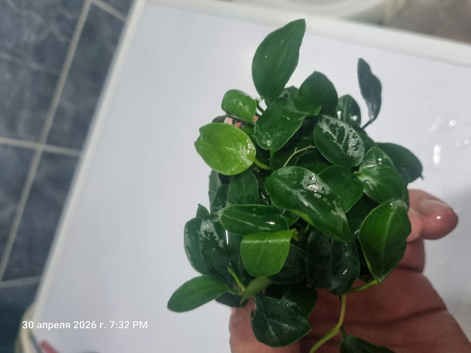 Продам анубисы и буцефоландры