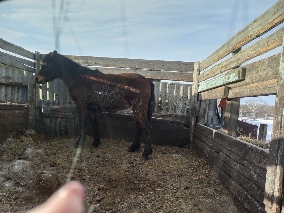 Жылқы еті дәмді табиғи