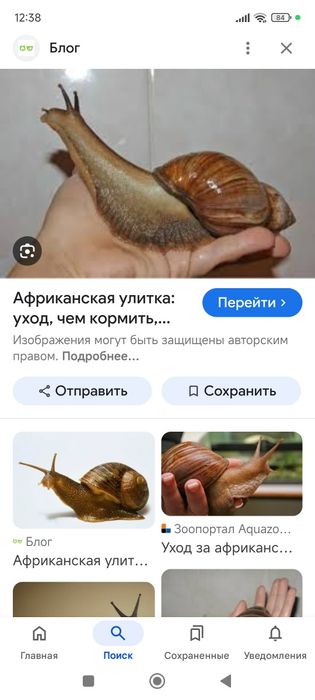 Улитки Ахатины домашние питомцы