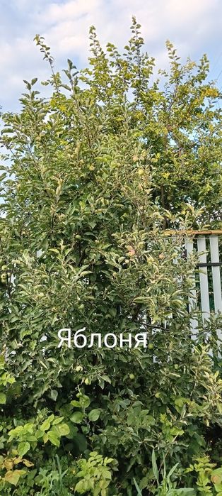 Продам дачу в хорошем состоянии.