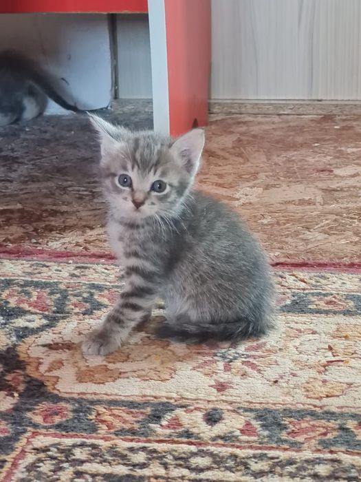 Продам в добрые руки