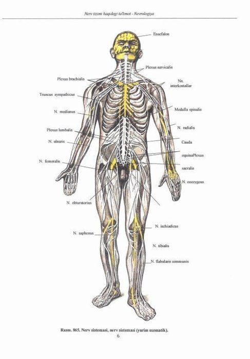 Kitob atlas Sinelnikov uzb