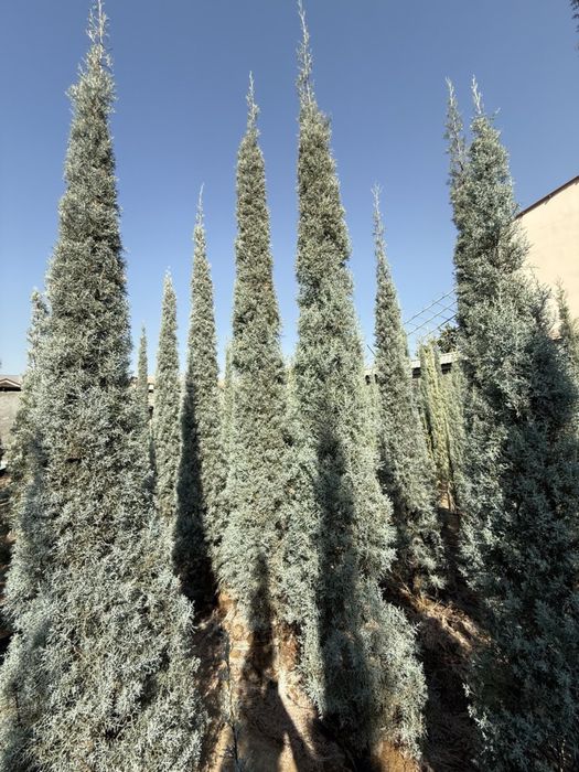 Kiparis Arizonika Archalari Sotiladi