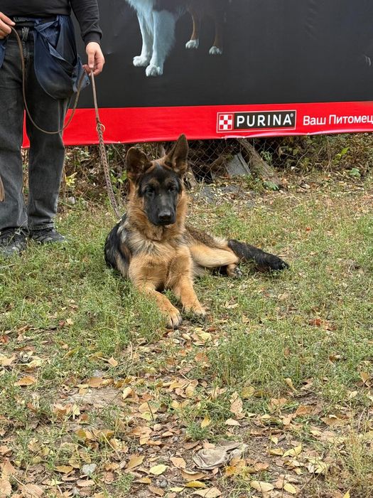 Продам шенка Немецкой овчарки