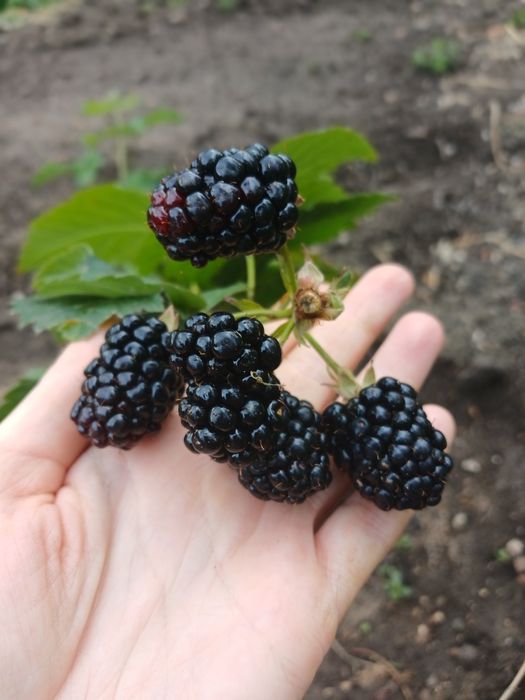 Дача, р-н Телецентр, с/о Кристалл