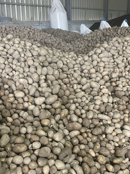 Cartofi consum,belarosa,captiva,arizona