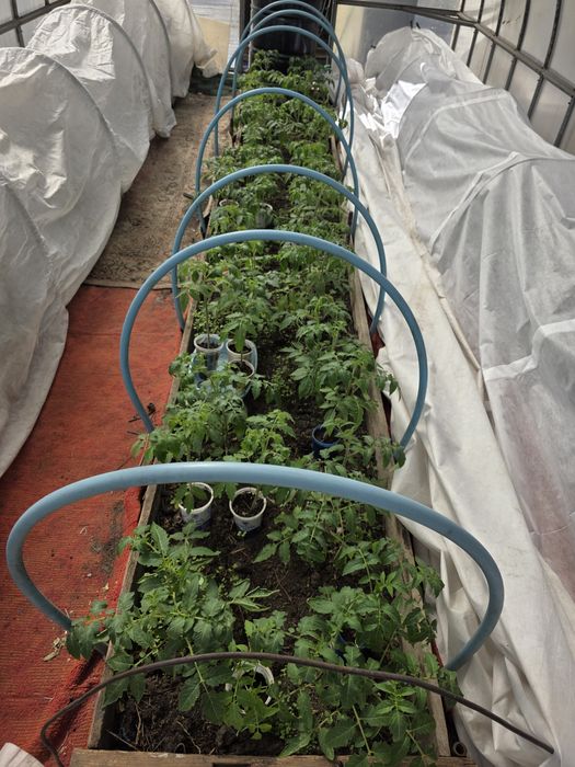 Продам рассаду помидор,перцев