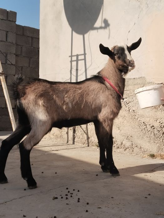 Чешская Козел для продажи