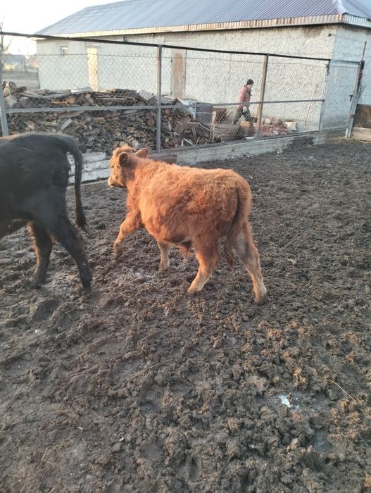 Баспақ сатылады Родниковка да тұр