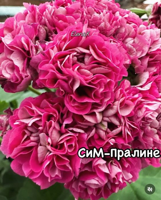 Сортовые пеларгонии в наличии