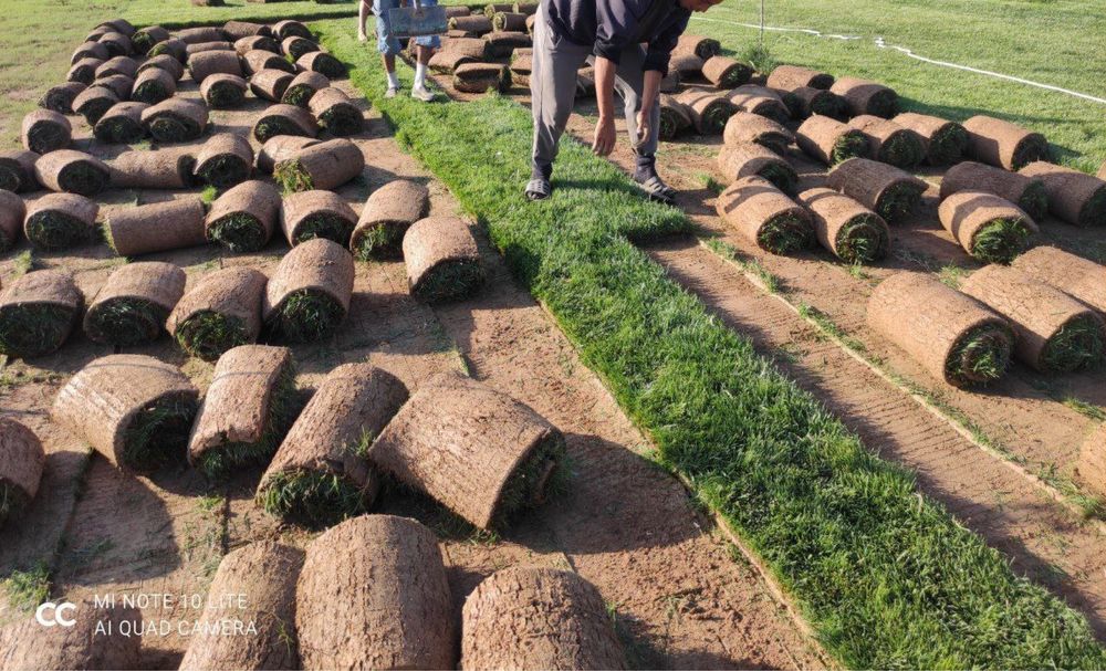 Рулоные газони от производителя