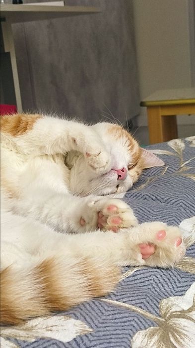 За вознаграждение