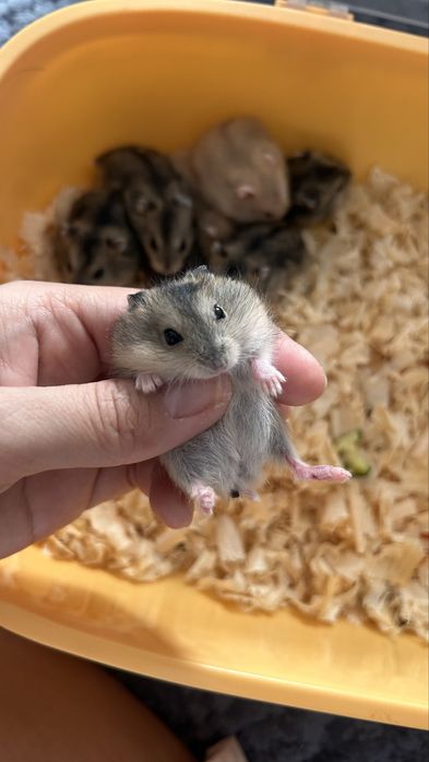 джунгарики с клеткой