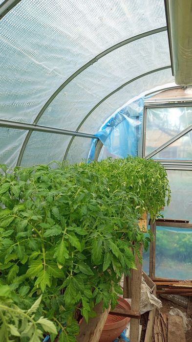 Продам рассаду томатов оптом