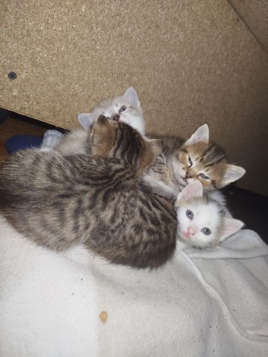 Котята в добрые руки бесплатно