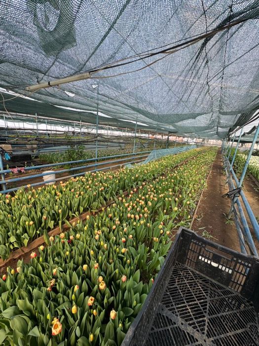 Дайын жылыжай бизнесі сатылады!