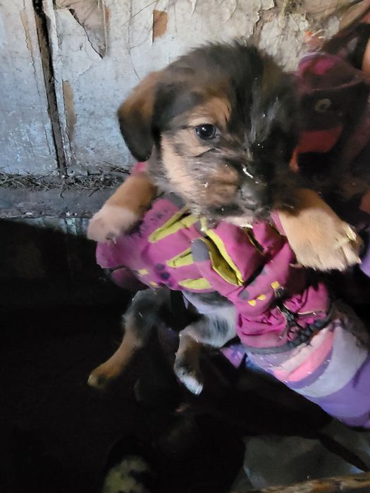 Отдам маленьких щенят