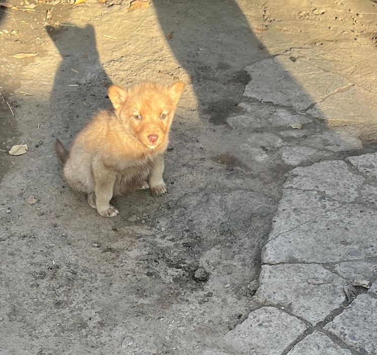 Одам щенят щенят