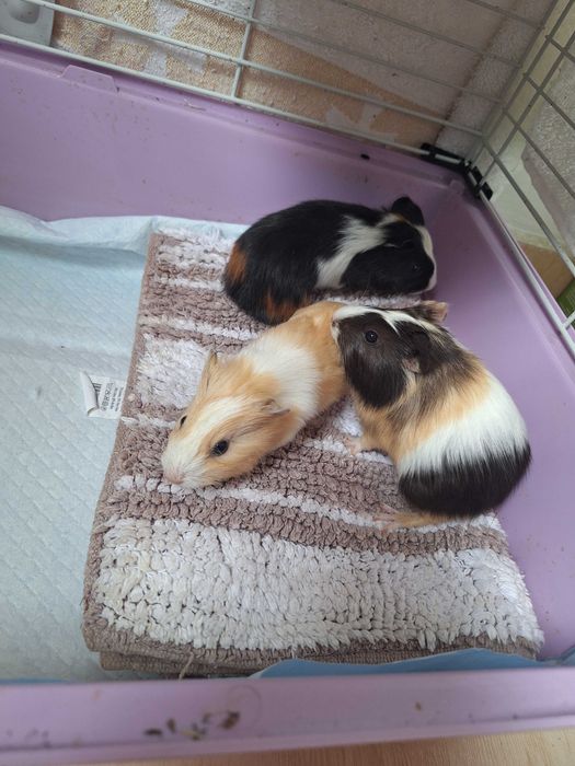 Porcusori de guineea, 4 saptamani