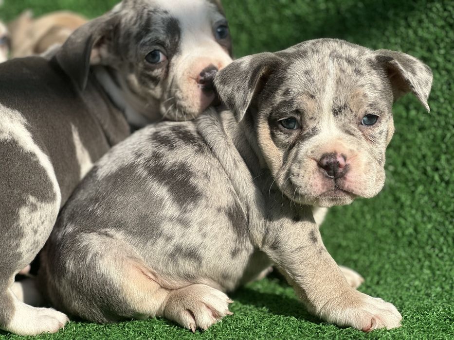 Американско були покет мерле