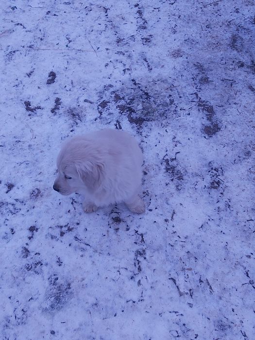 Donez cățelușă ...