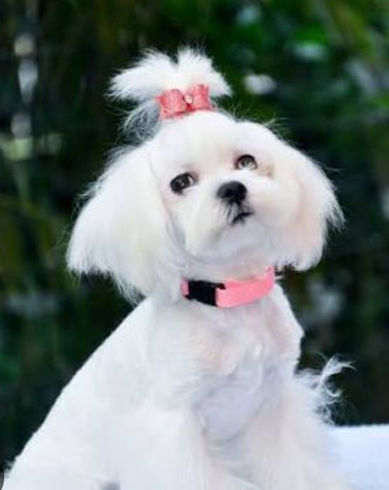 Frizerie canină 120 toaletaj complet