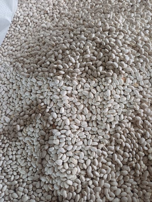 Vând fasole românească