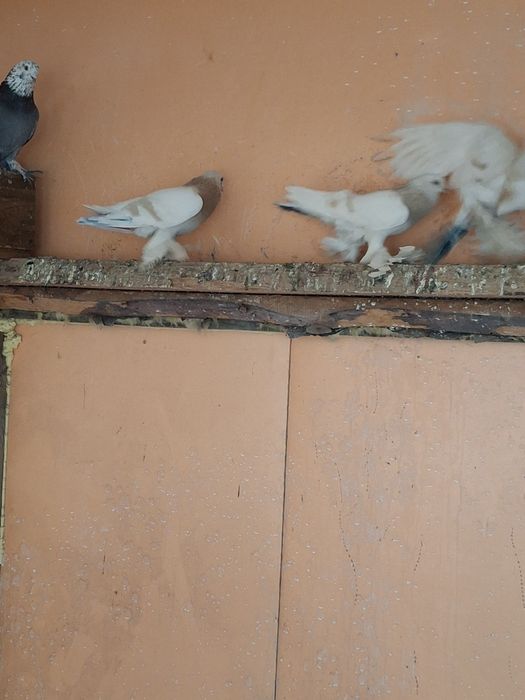 Продам голубей самцы