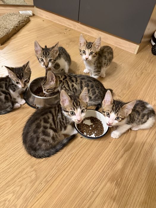 Бенгалски котенца