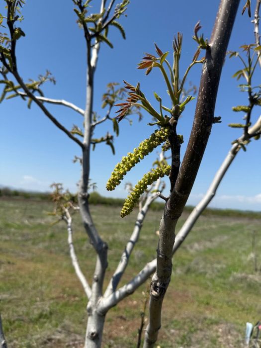 Продава се Земеделски имот в Перущица -  кв.м за 2307 €/дка - Снимка #3