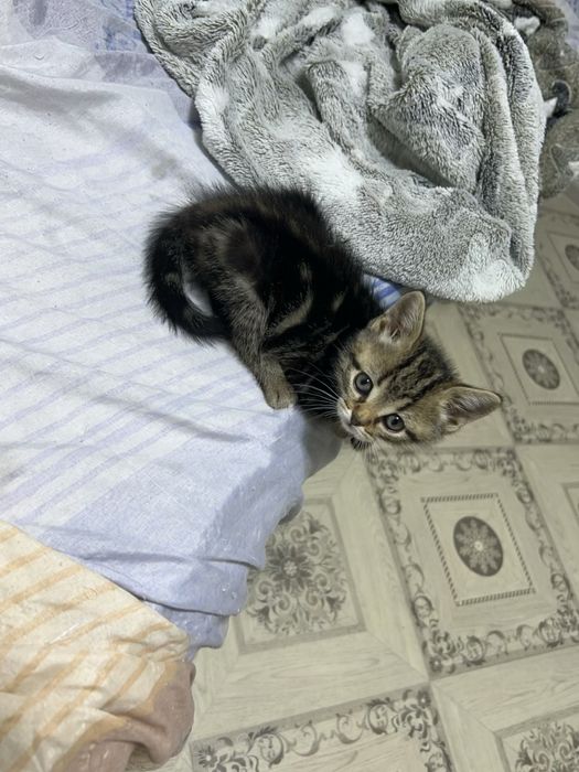 Продам котенка мальчик