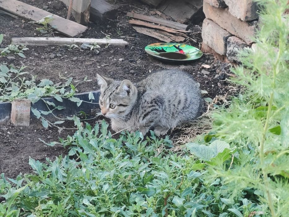 Дарю котёнка с ДОСТАВКОЙ