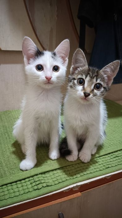 Отдам котят в добрые руки
