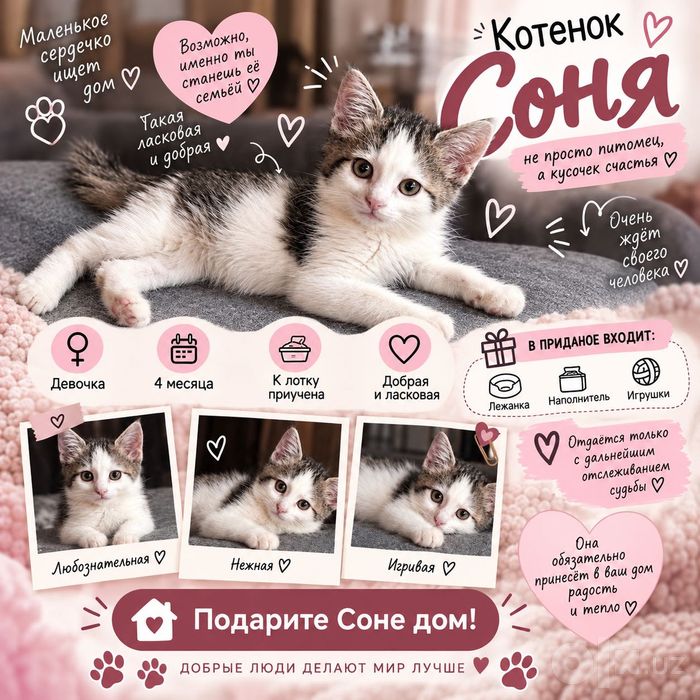 Котенок в добрые руки!