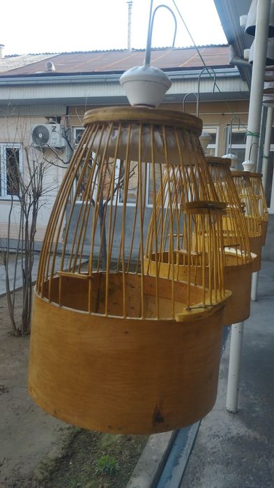 Bedana toʻrqovoq Toshkenda