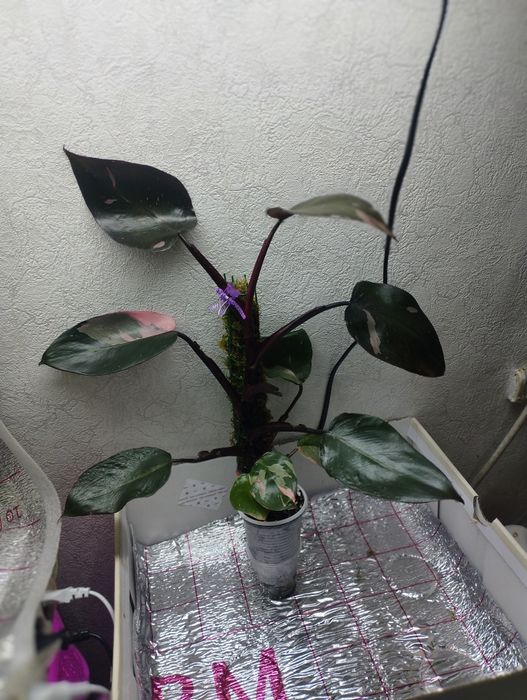 Продам филодендрон розовая принцесса