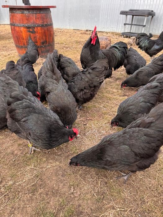 Gaini Australorp